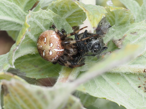 Four-spot Orbweaver
