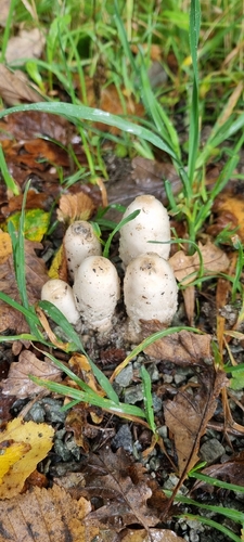 Shaggy Mane
