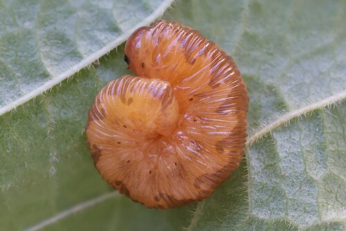 Noble Wasp-sawfly