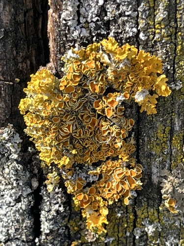 Common Sunburst Lichen