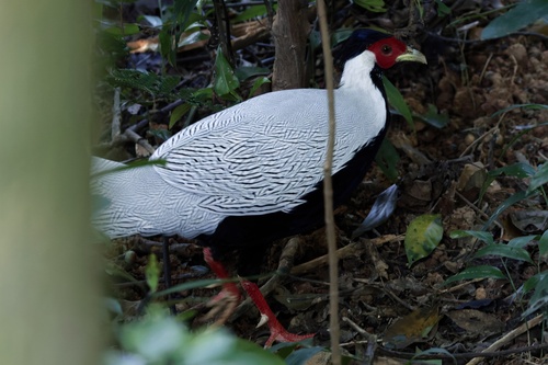 Silver Pheasant