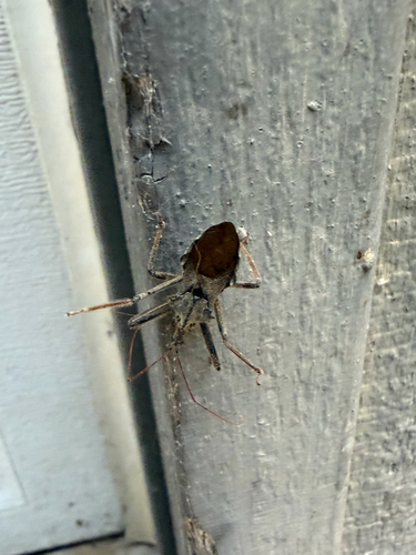 North American Wheel Bug
