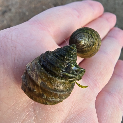 Southern ribbed top snail