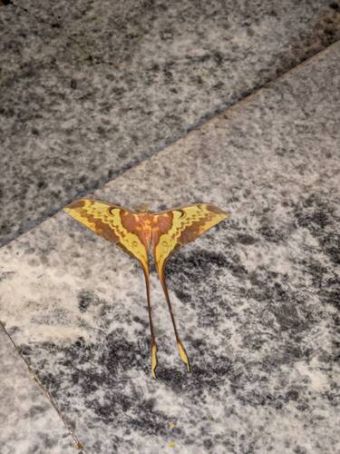 Malaysian Moon Moth