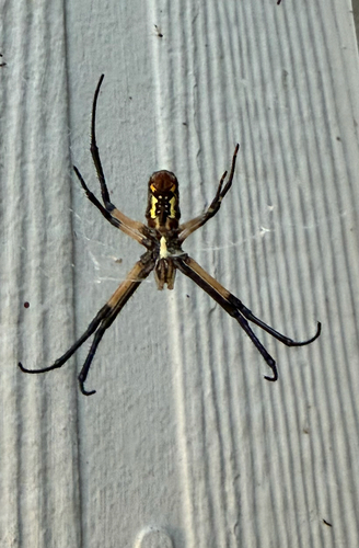 Yellow Garden Spider