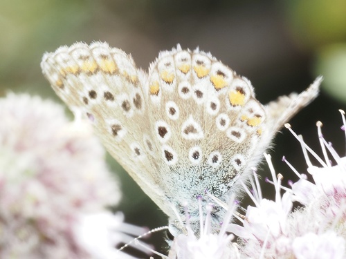 Common Blue