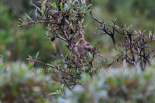 Twite