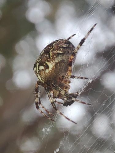 Cross Orbweaver