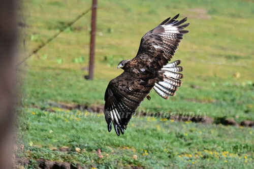 Upland Buzzard