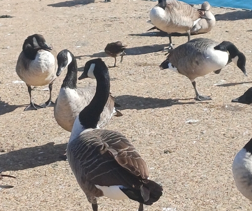 Canada Goose