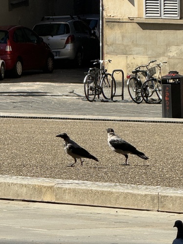 Hooded Crow