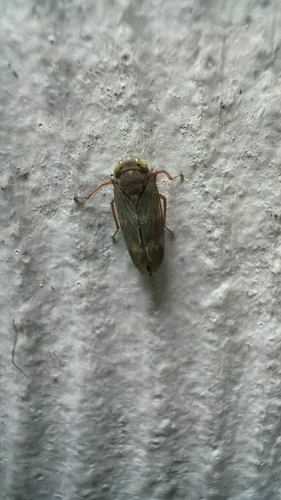 Coppery Leafhopper