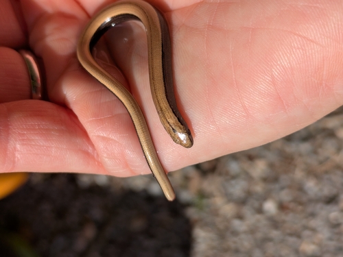Common Slowworm