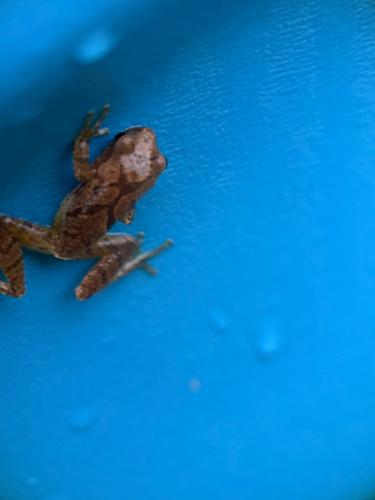 Spring Peeper