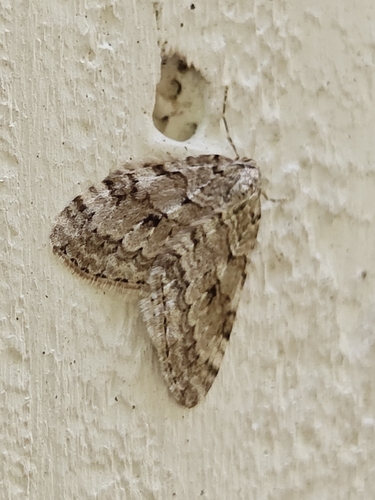 Autumnal Moth