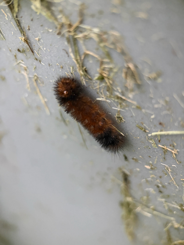 Isabella Tiger Moth