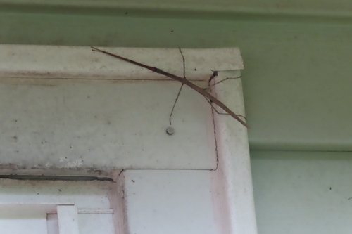 Northern Walkingstick