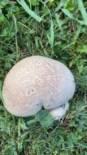 Purple-spored Puffball