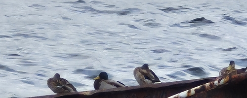 Mallard