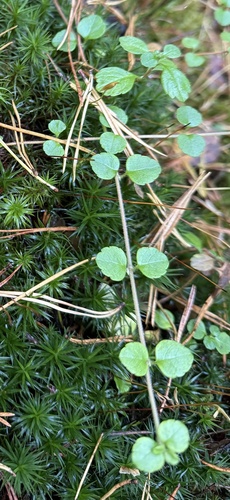Twinflower