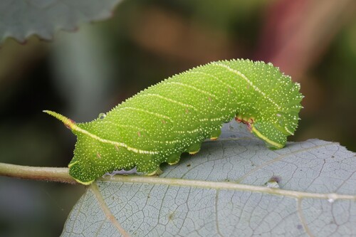 Poplar Hawkmoth