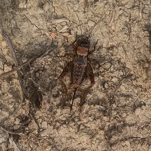 Wood Cricket