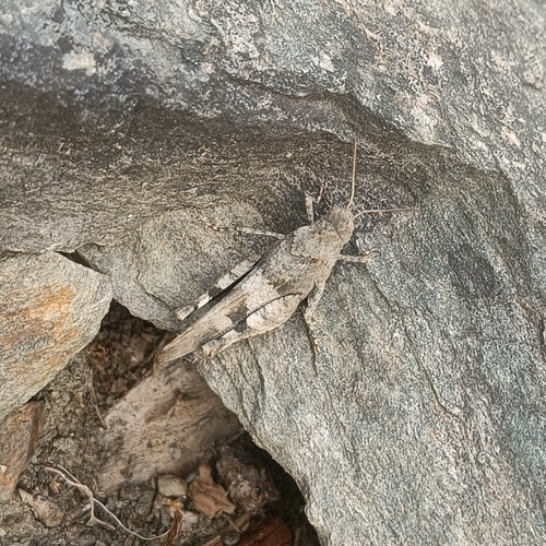 Blue-winged Grasshopper