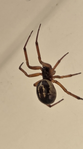 Noble False Widow
