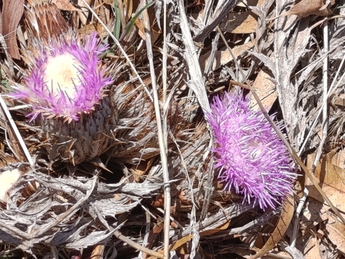 Pine Thistle