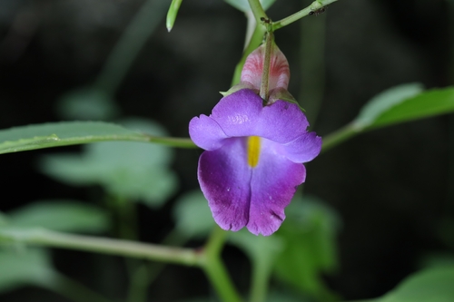 Impatiens jiewhoei