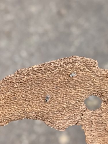 Eastern Sycamore Lace Bug