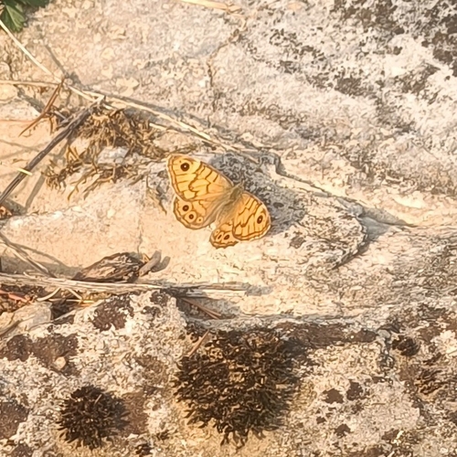 Wall Brown