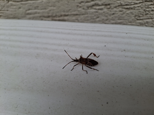 Dock Bug