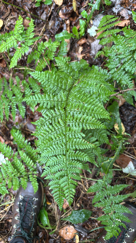 intermediate wood fern