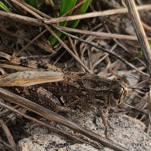 Italian locust