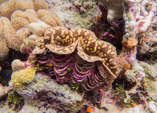Small Giant Clam