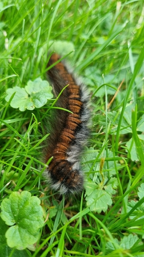 Fox Moth