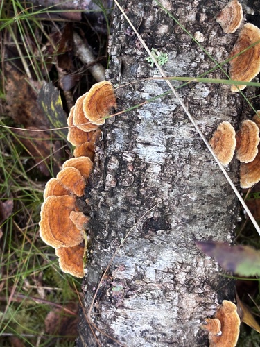 hairy curtain crust
