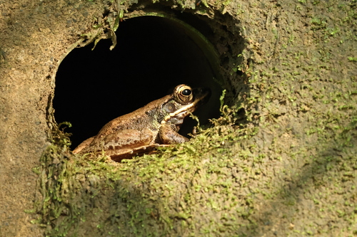 Swinhoe's frog