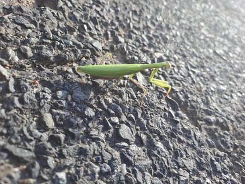 European Mantis
