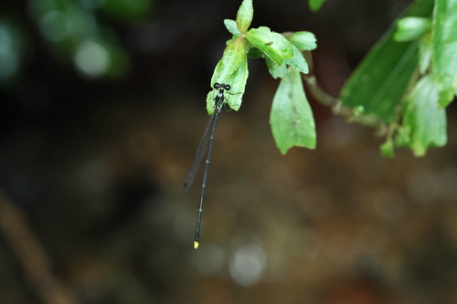 Coeliccia flavicauda