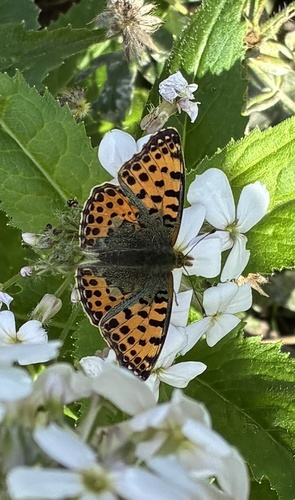 Queen of Spain Fritillary