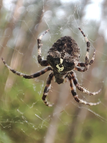 Angular Orbweaver Spider