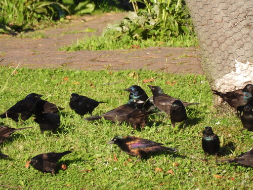 Common Grackle