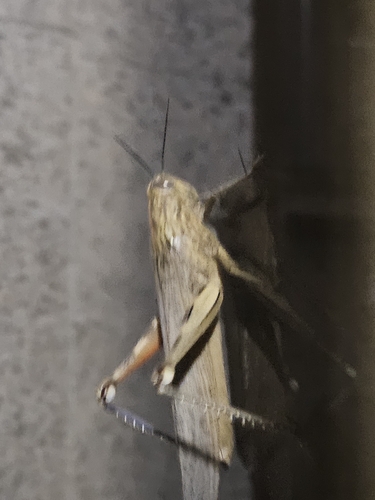 Egyptian Bird Grasshopper