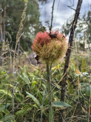 Mossy Rose Gall Wasp