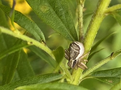Swamp Crab Spider