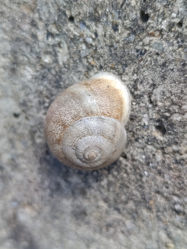 Chocolate-band Snail