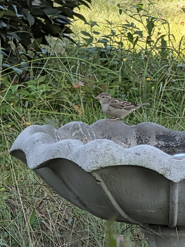 House Sparrow