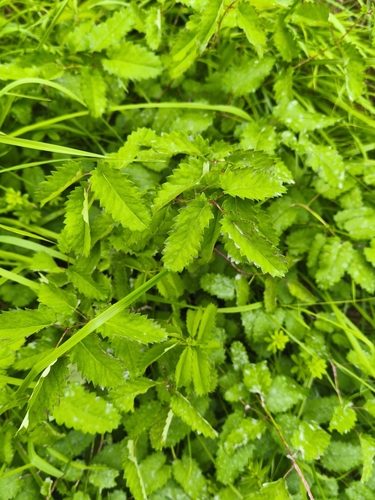 Great burnet